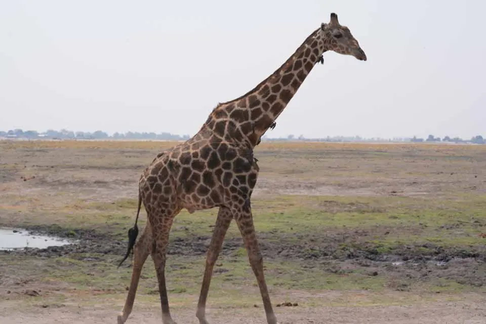 DSC08352.webp