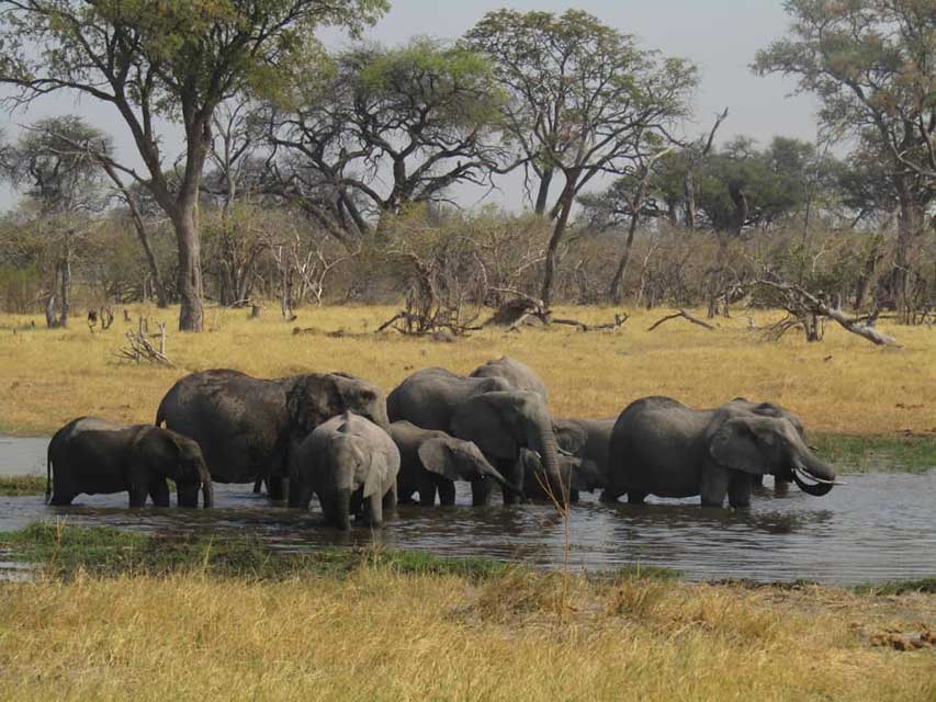 Chobe National Park