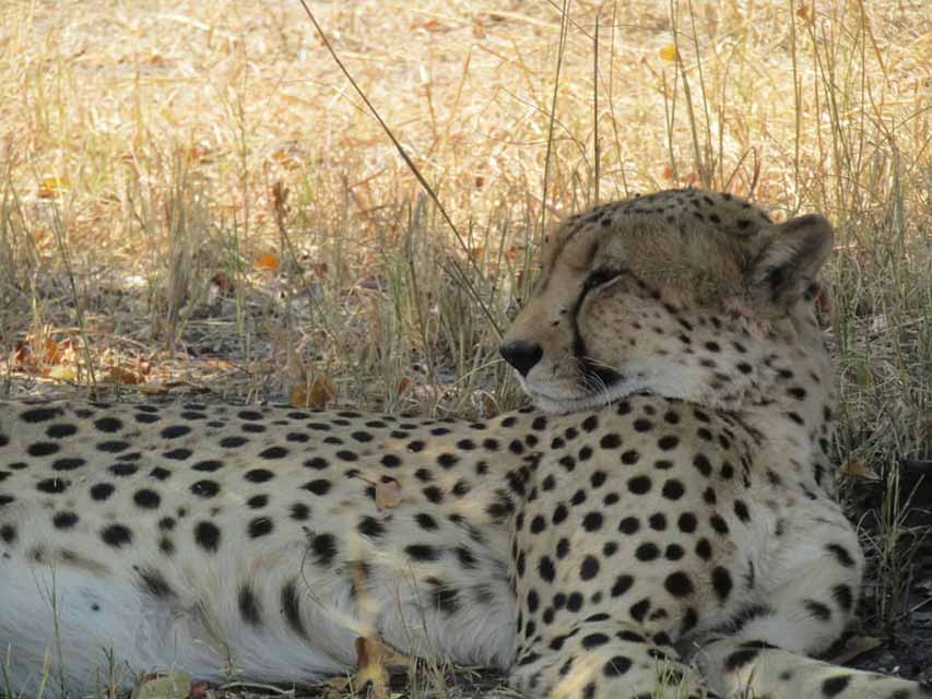 Chobe National Park cheetah