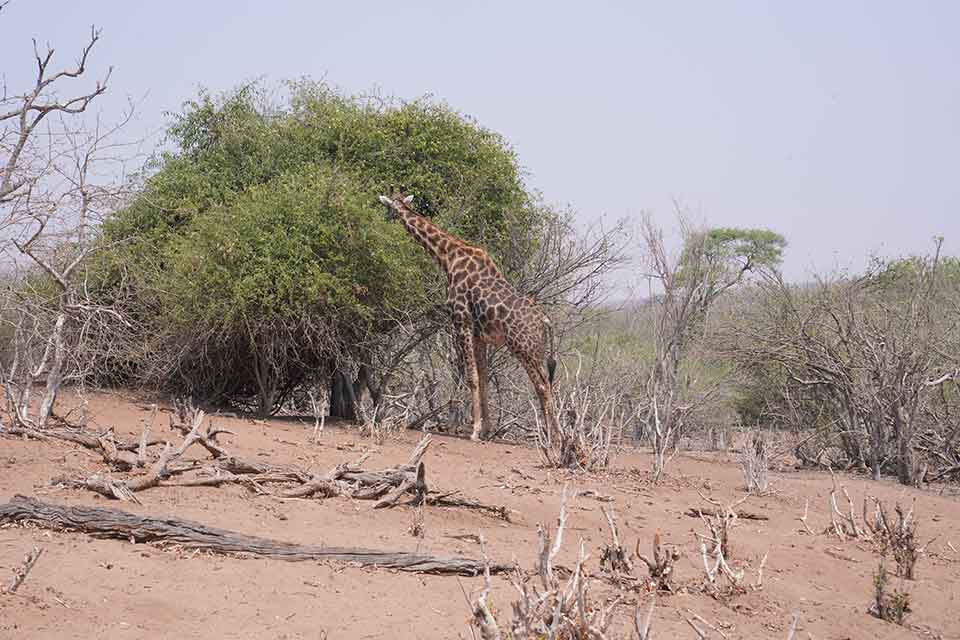 Moremi Game Reserve