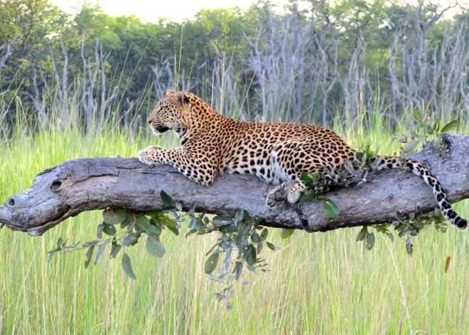 Moremi Game Reserve