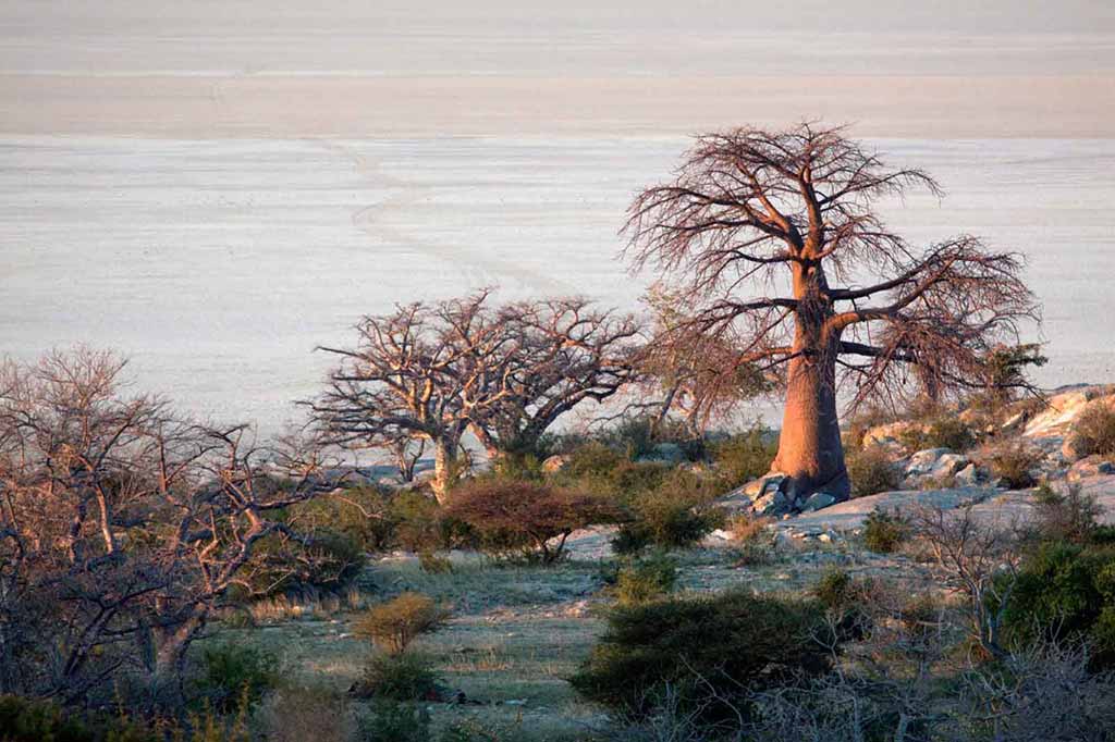 Makgadikgadi Pans National Park