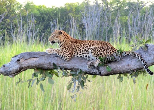 Moremi Game Reserve