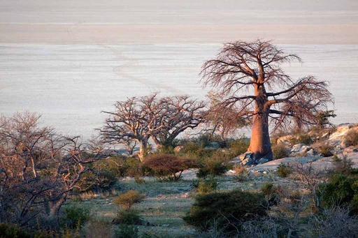 Makgadikgadi Pans National Park